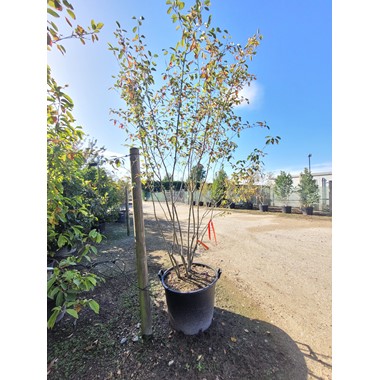 Amelanchier lamarckii